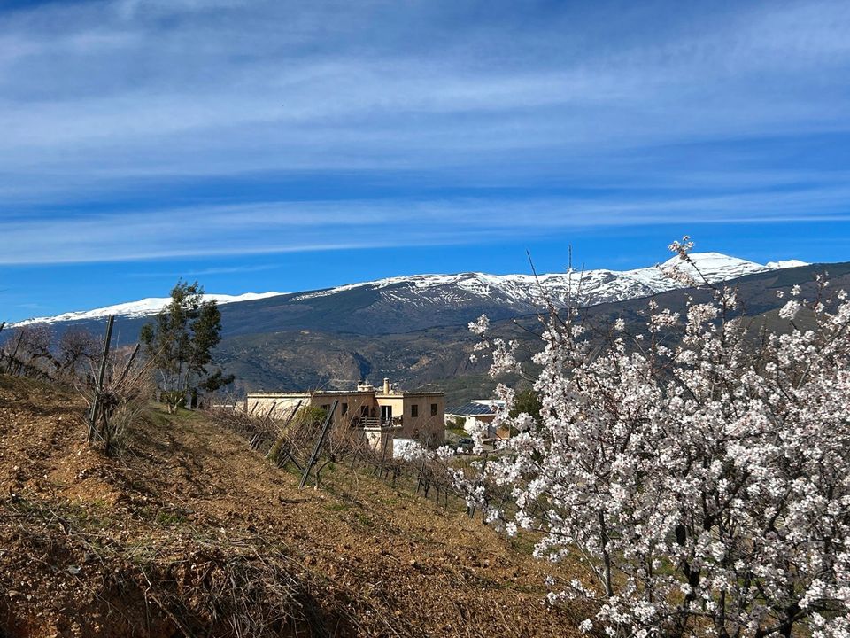 Finca i Lobras, Granada - foto 3